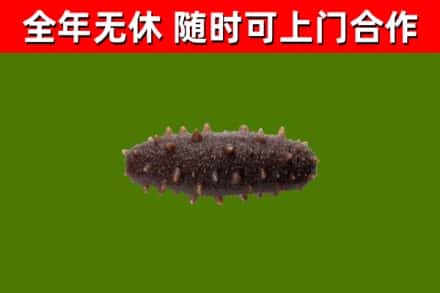 溪湖回收海参干